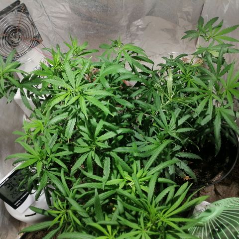 Mango kush  growlog timeline photo