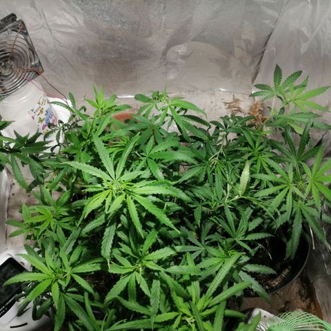 Mango kush  growlog timeline photo