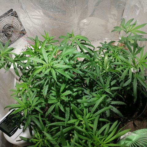 Mango kush  growlog timeline photo