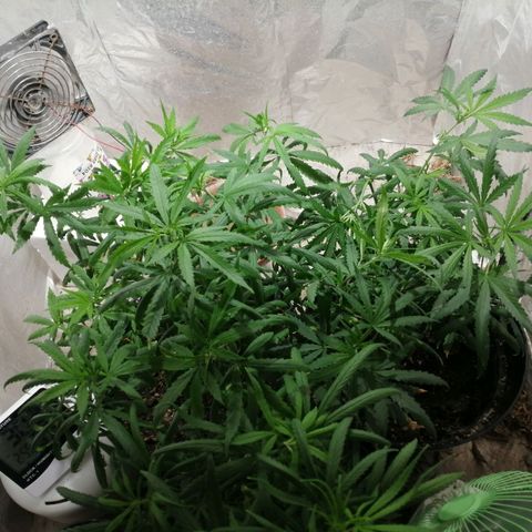Genética desconocida growlog timeline photo