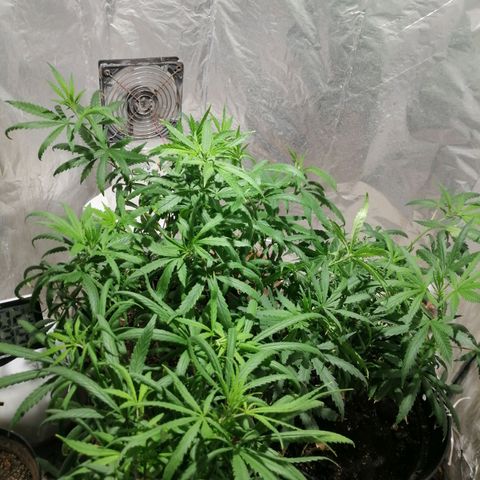 Genética desconocida growlog timeline photo
