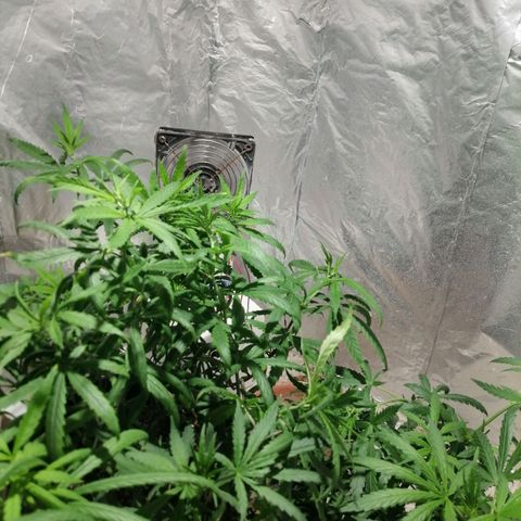 Genética desconocida growlog timeline photo