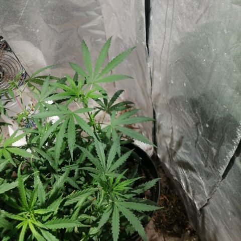 Genética desconocida growlog timeline photo