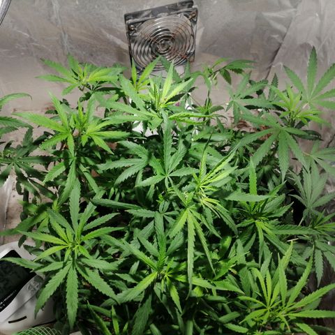 Genética desconocida growlog timeline photo