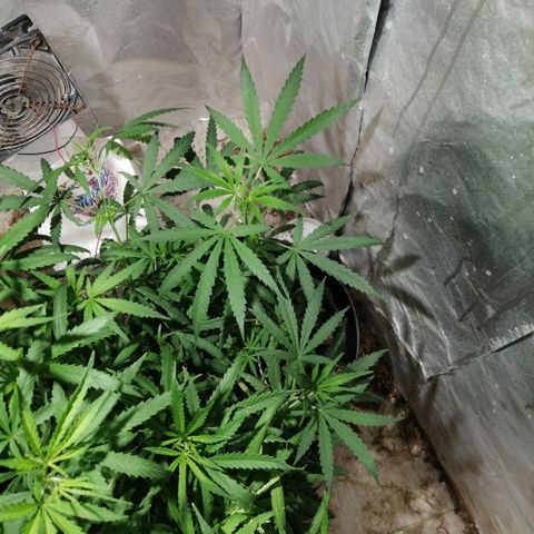 Genética desconocida growlog timeline photo