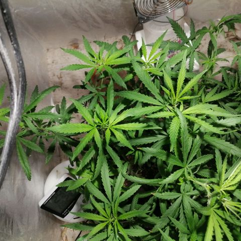 Mango kush  growlog timeline photo