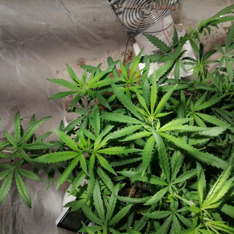 Mango kush  growlog timeline photo