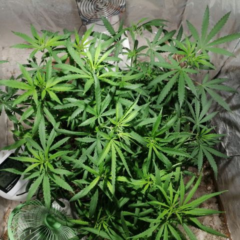 Mango kush  growlog timeline photo