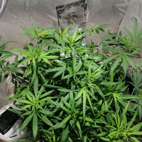 Mango kush  growlog timeline photo