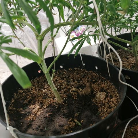 Mango kush  growlog timeline photo