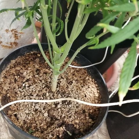 Genética desconocida growlog timeline photo