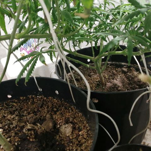 Genética desconocida growlog timeline photo