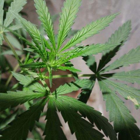 Genética desconocida growlog timeline photo