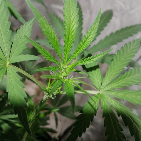 Genética desconocida growlog timeline photo