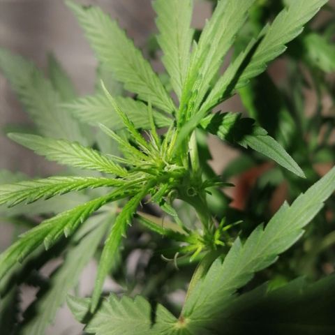 Genética desconocida growlog timeline photo