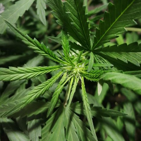 Genética desconocida growlog timeline photo