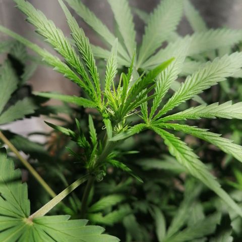 Genética desconocida growlog timeline photo
