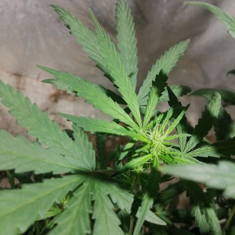 Genética desconocida growlog timeline photo