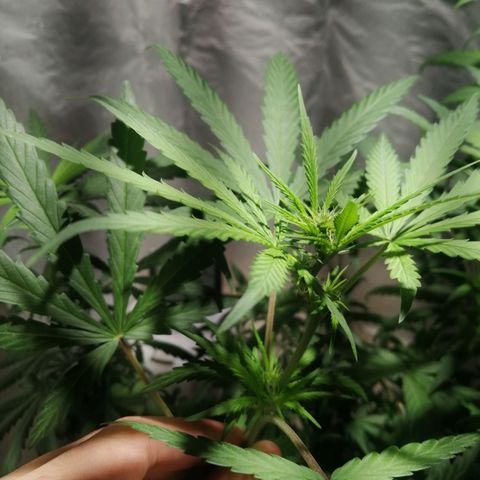 Genética desconocida growlog timeline photo