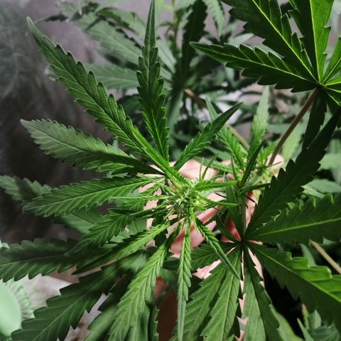 Genética desconocida growlog timeline photo