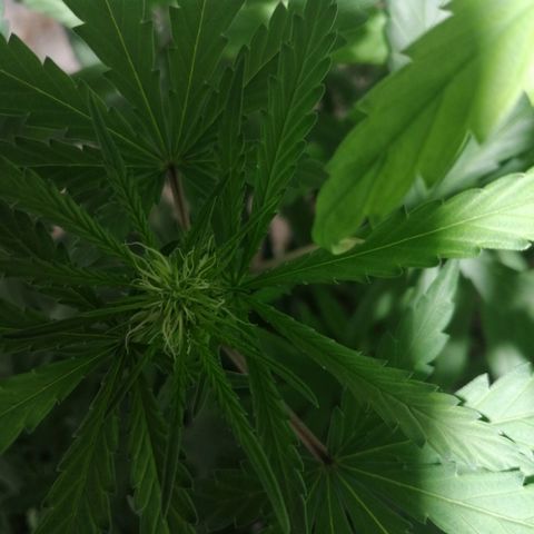 Genética desconocida growlog timeline photo