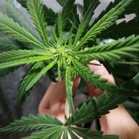 Genética desconocida growlog timeline photo