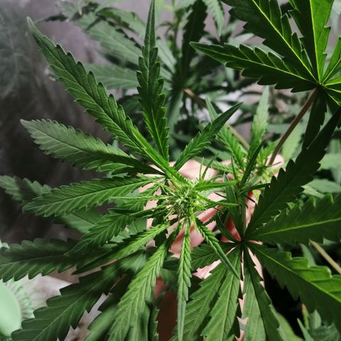 Genética desconocida growlog timeline photo