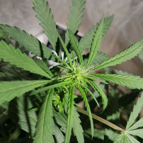 Genética desconocida growlog timeline photo