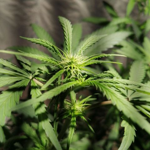 Genética desconocida growlog timeline photo