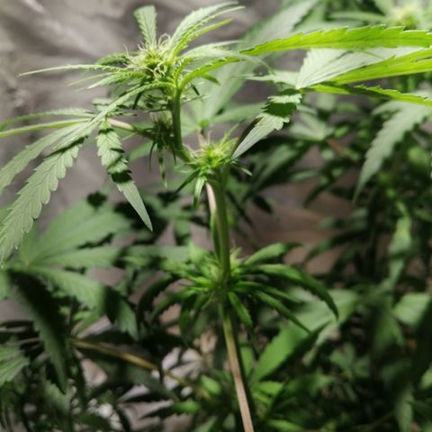Genética desconocida growlog timeline photo