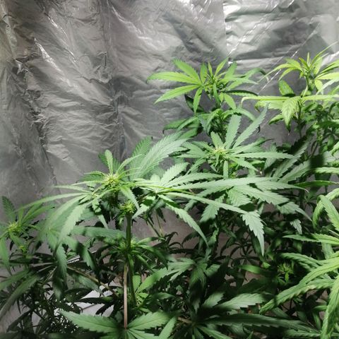 Genética desconocida growlog timeline photo