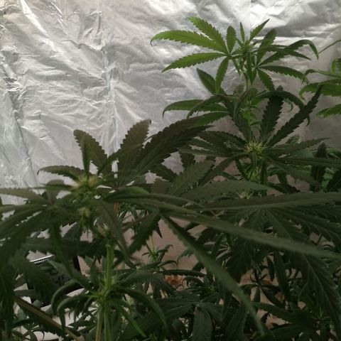 Genética desconocida growlog timeline photo