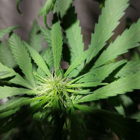 Genética desconocida growlog timeline photo