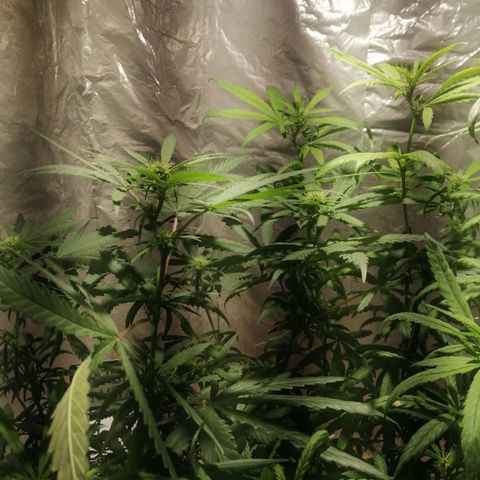 Genética desconocida growlog timeline photo