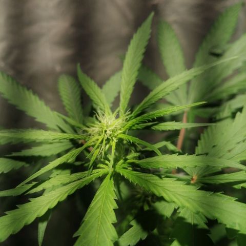 Genética desconocida growlog timeline photo