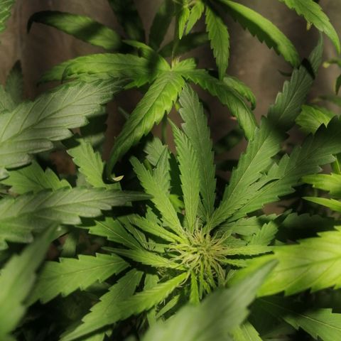 Genética desconocida growlog timeline photo