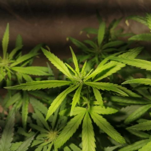 Mango kush  growlog timeline photo