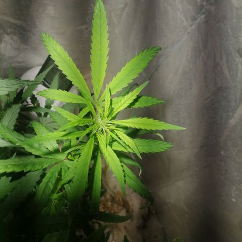 Mango kush  growlog timeline photo