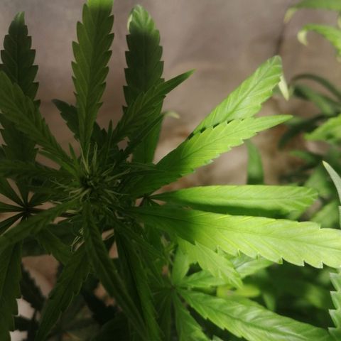 Mango kush  growlog timeline photo