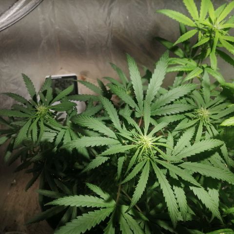 Genética desconocida growlog timeline photo