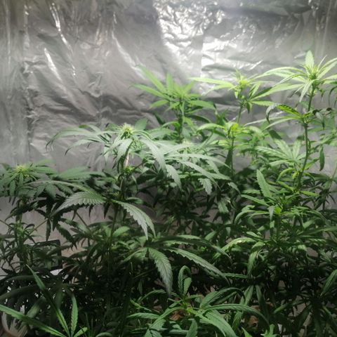 Genética desconocida growlog timeline photo