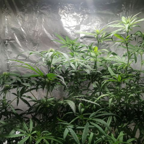 Mango kush  growlog timeline photo