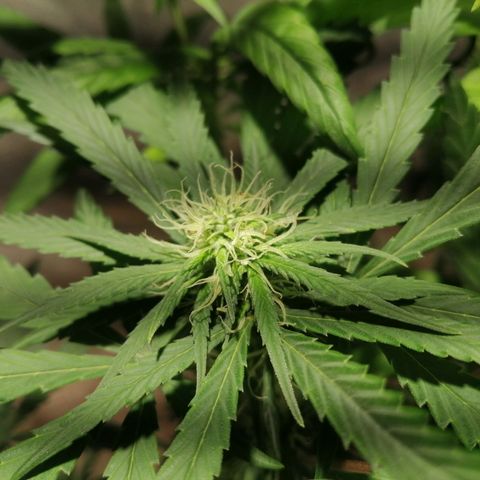 Genética desconocida growlog timeline photo