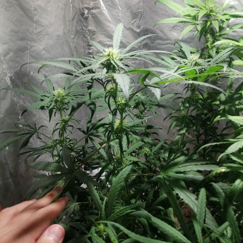 Genética desconocida growlog timeline photo