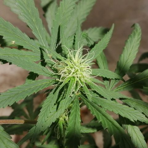 Genética desconocida growlog timeline photo