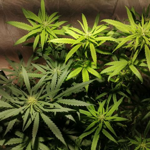 Mango kush  growlog timeline photo