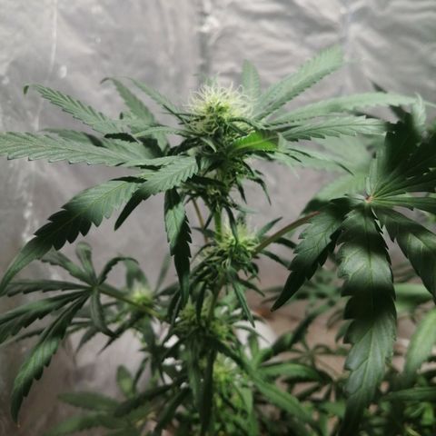 Genética desconocida growlog timeline photo
