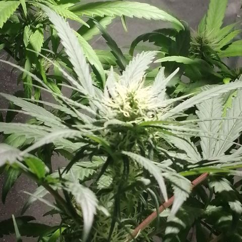Genética desconocida growlog timeline photo