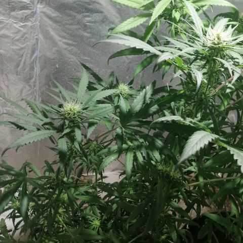 Genética desconocida growlog timeline photo