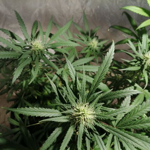 Genética desconocida growlog timeline photo